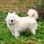 NY Samoyeds